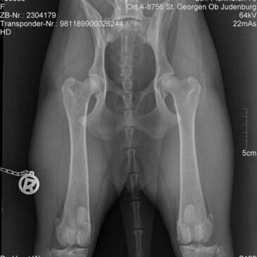 Kira von der Siegerstrasse Hauptröntgen 29.06.2015 beim Dr.Horst Wagner-Befund-SV-HD-ED-A-Normal siehe Röntgenbilder schöner kanns nicht sein.