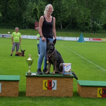 Margit Kemmer mit ihrem Josef von der Siegerstrasse Sieger beim ÖHV Bundesmeisterschaft in der IPO2-05.06.2016