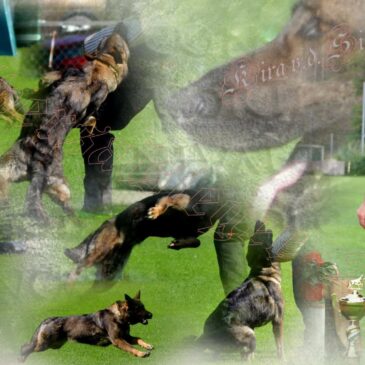 Ein großer Erfolg von Kira von der Siegerstrasse beim SVÖ Universalsieger WM Ausscheidung in der IPO 3 der Deutschen Schäferhunde am 25. – 27. Mai 2018  in Gaspoltshofen OÖ erreichten sie den ausgezeichneten 3. Rang bei den Hündinnen, in der Schau erreichten sie ein vorzüglich und den 2. Rang. Ich bin sehr stolz auf die Leistungen meiner Hündin Kira, da sie erst im Februar einen Wurf hatte und wir somit nur drei Monate fürs Training Zeit hatten. Ich möchte mich bei allen recht herzlich bedanken die mich dabei unterstützt haben,, Bei der Fährte ein Vorzüglich,bei der UO ein gut ohne voran, nächstes Jahr wirds beim Schutz sicher besser sein, bei allen aus  fassen  ein doppeltes Komando und das kostet Punkte aber wir werden das sicher in Griff bekommen
