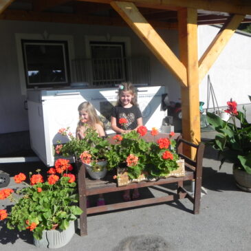 Blumenbilder bei uns Zuhause 26.07.2018
