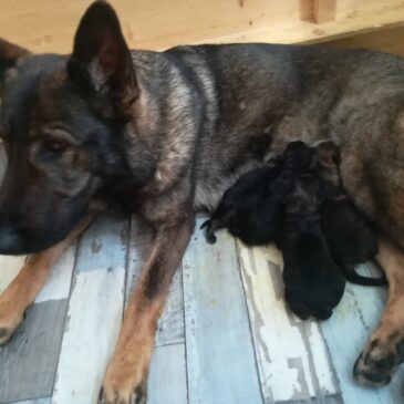 3 Rüden 1 Hündin haben heute am 24.05.2018 die Welt erblickt Welpen und Mutter Kira sind wohl auf