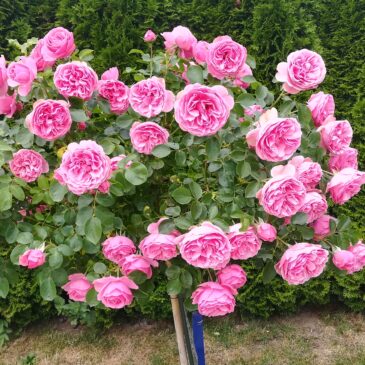Bei uns Dahoam Blumenbilder  Juni 2019