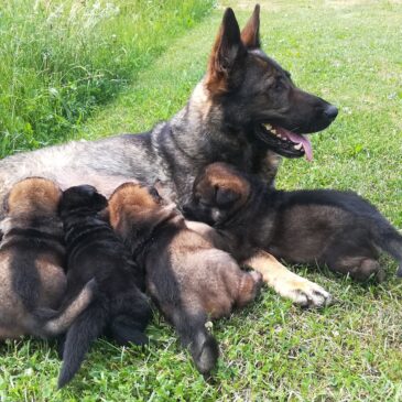 Welpen von der Siegerstrasse mit 4 Wochen- Mutter Kira von der Siegerstrasse-Vater: Yukon vom Gsiberger: Welpen werden mit Meradog gefüttert